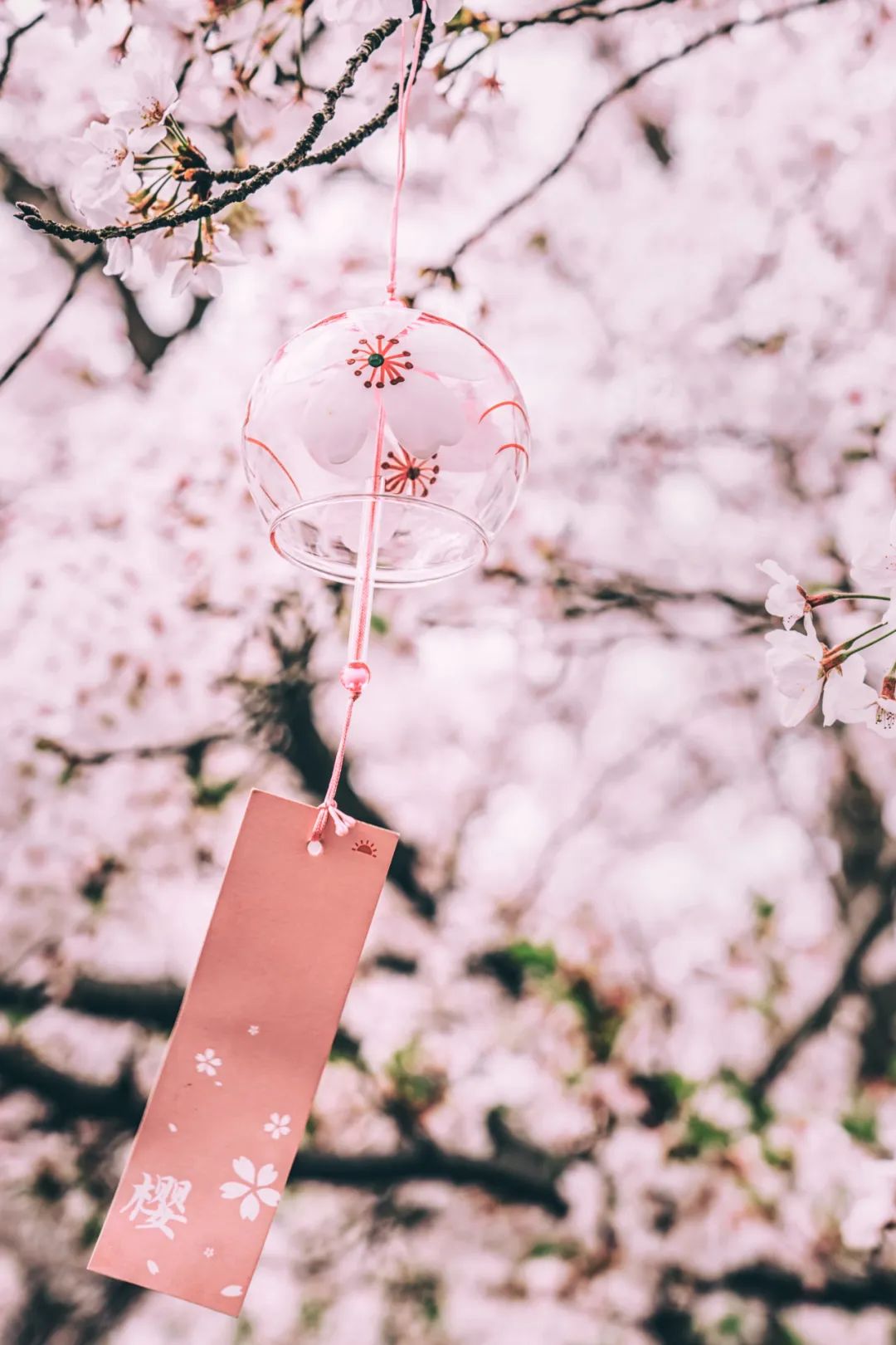 大美中国 | 不能出门看樱花？三万里中国云赏樱地图请查收