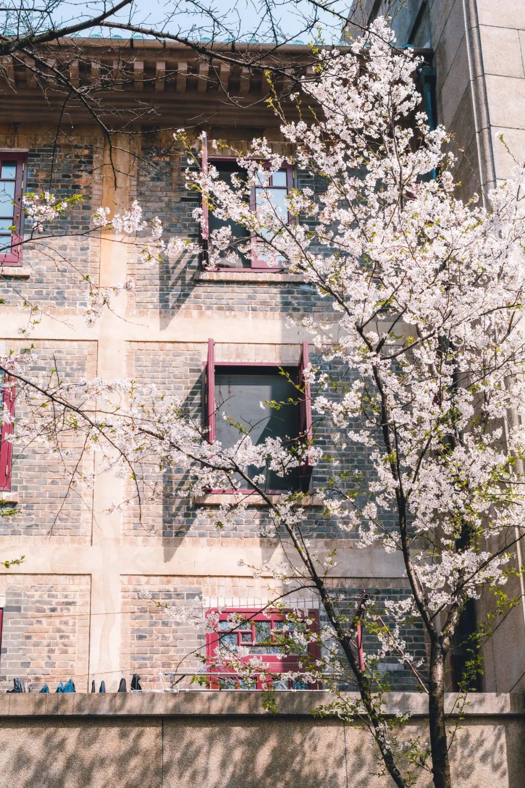 大美中国 | 不能出门看樱花？三万里中国云赏樱地图请查收