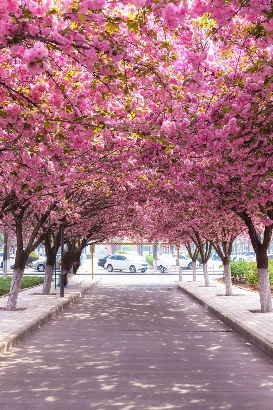 大美中国 | 不能出门看樱花？三万里中国云赏樱地图请查收