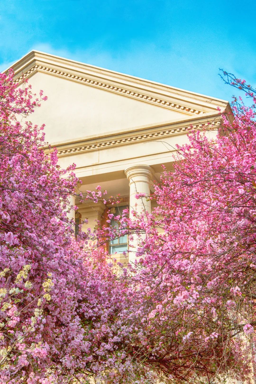 大美中国 | 不能出门看樱花？三万里中国云赏樱地图请查收