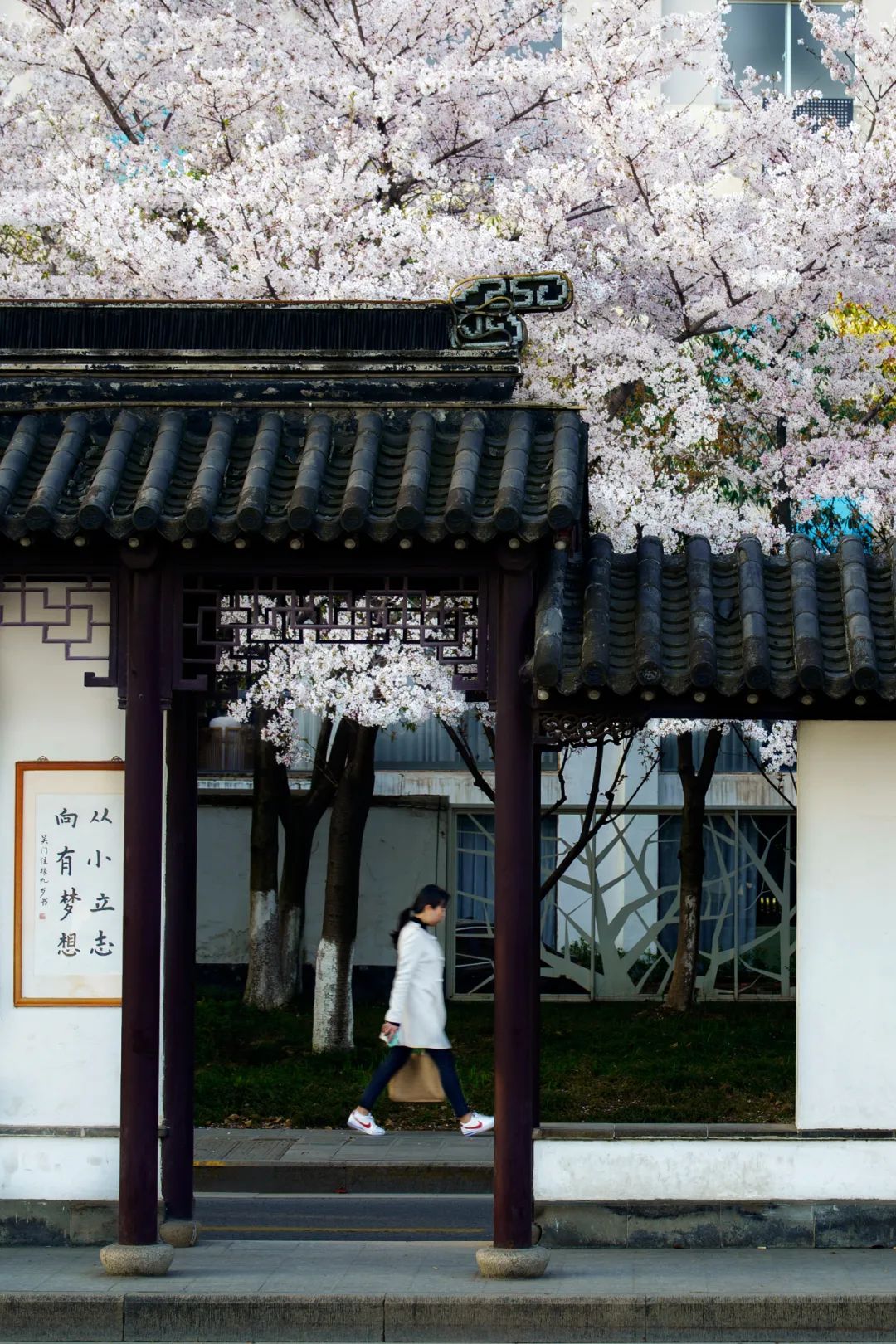 大美中国 | 不能出门看樱花？三万里中国云赏樱地图请查收