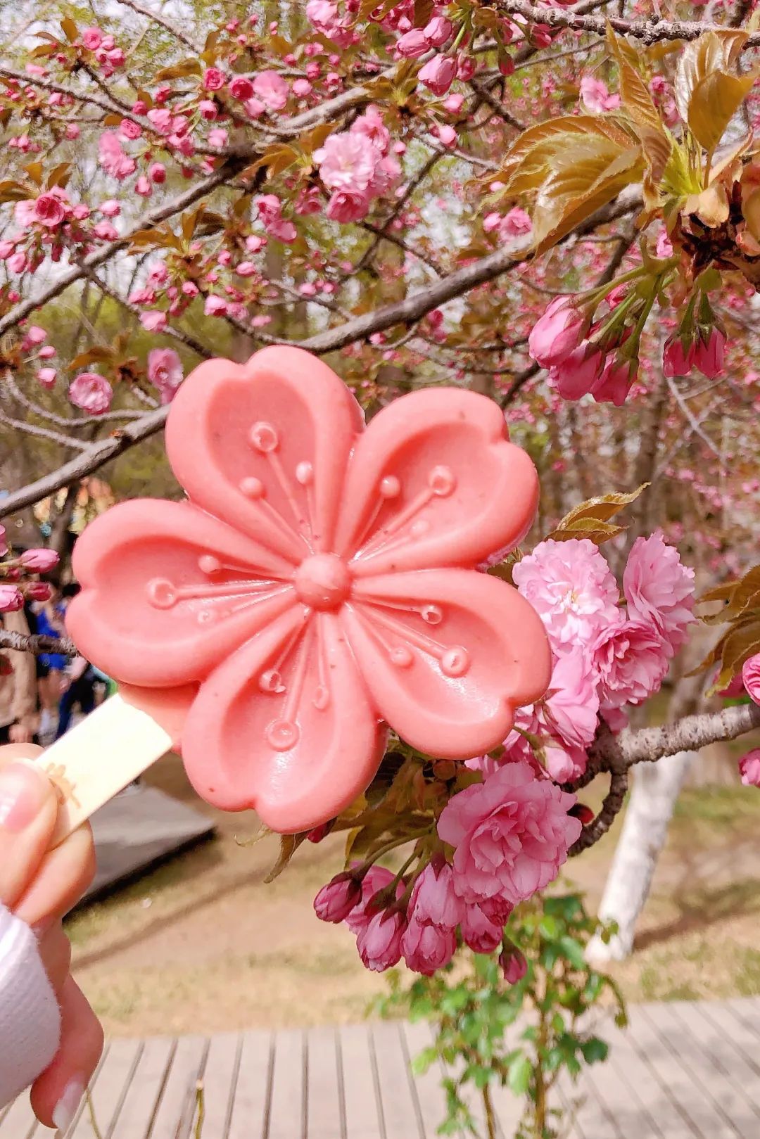 大美中国 | 不能出门看樱花？三万里中国云赏樱地图请查收