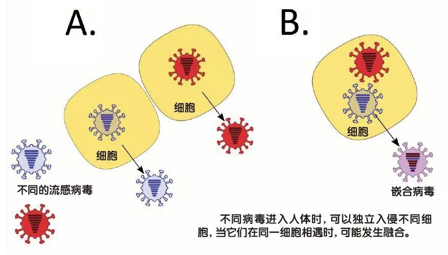 当不同病毒狭路相逢会发生什么事？