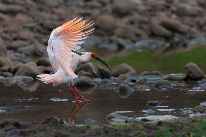 玄鸟是什么鸟(玄鸟是什么鸟,传说介绍)
