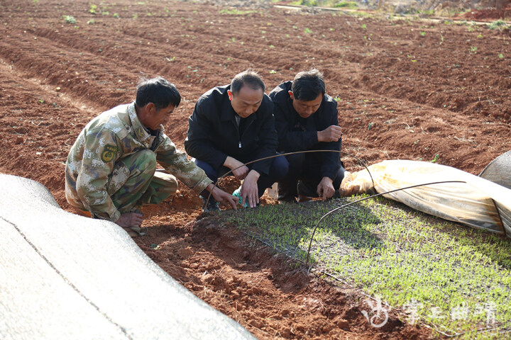 黄精种苗基地（带你领略云南最大的中药材生产示范基地）