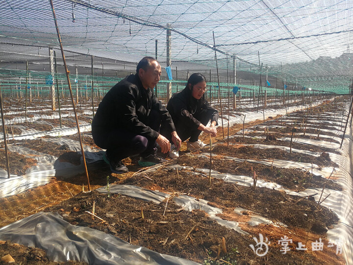 黄精种苗基地（带你领略云南最大的中药材生产示范基地）