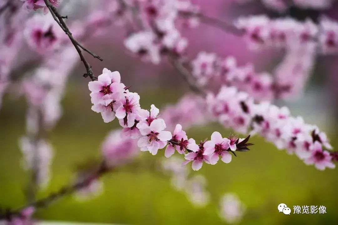 祝福走桃花运的句子(「花情播报」桃花开，好运来)