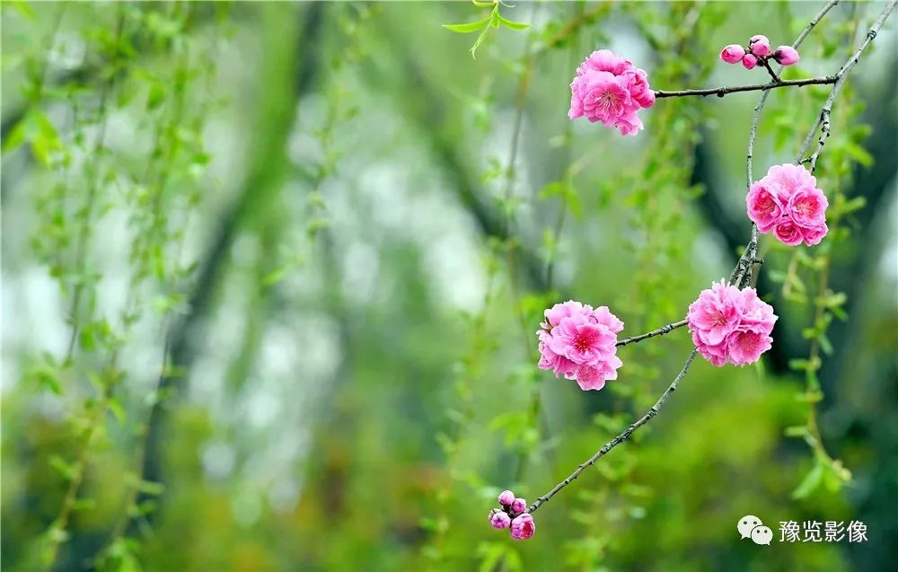 祝福走桃花运的句子(「花情播报」桃花开，好运来)