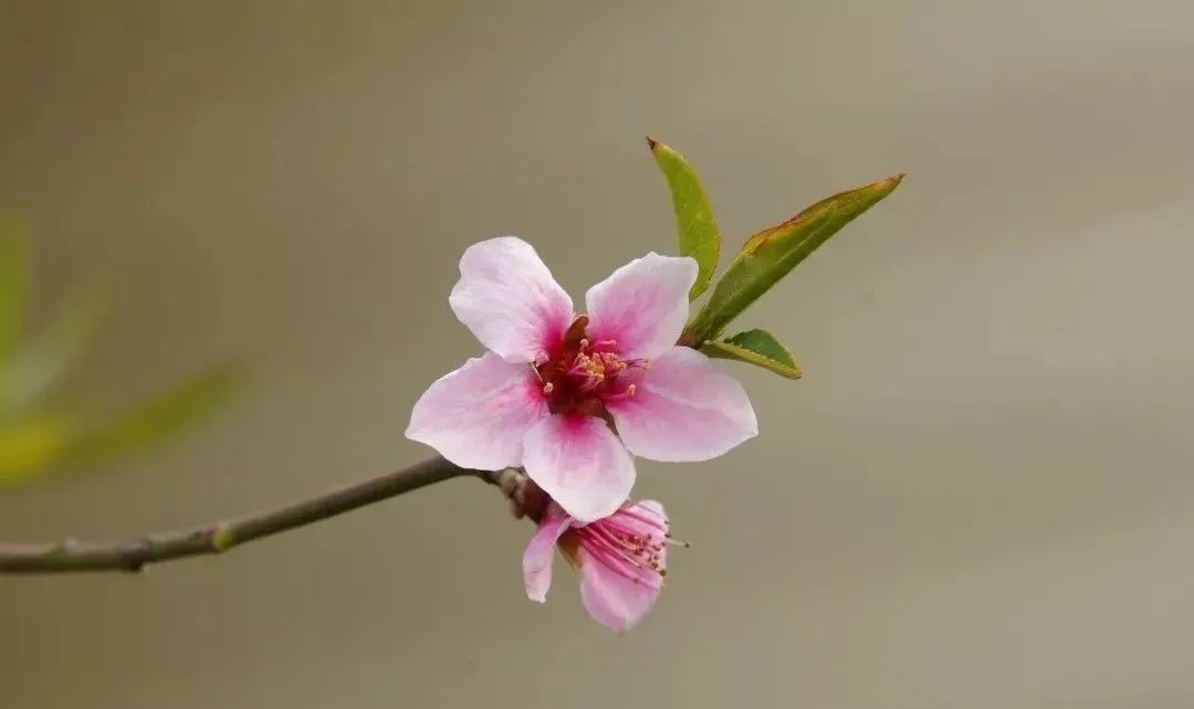 祝福走桃花运的句子(「花情播报」桃花开，好运来)