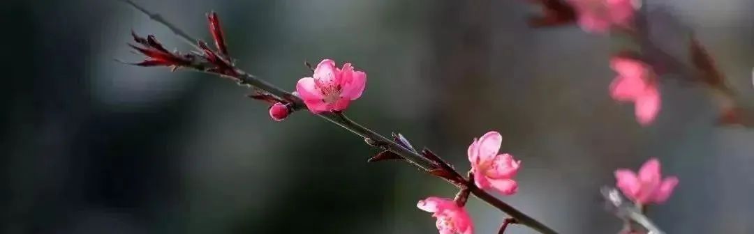 祝福走桃花运的句子(「花情播报」桃花开，好运来)