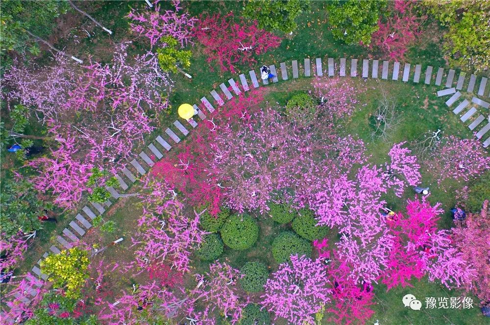 祝福走桃花运的句子(「花情播报」桃花开，好运来)