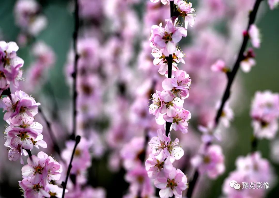 祝福走桃花运的句子(「花情播报」桃花开，好运来)