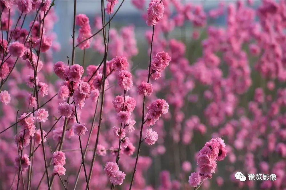 祝福走桃花运的句子(「花情播报」桃花开，好运来)