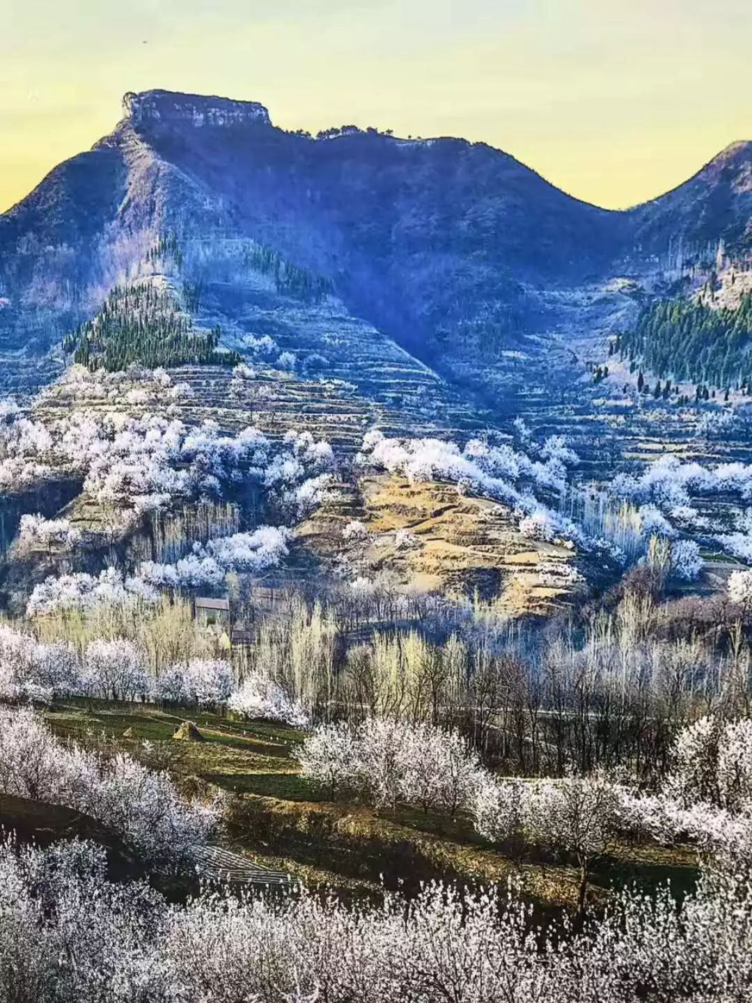 秀峪杏花知春早,每一朵都惊艳了春天-欢迎您来到沂水县人民政府