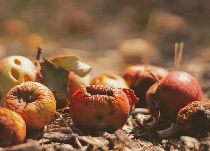 能源区块链与双碳战略研究｜拒绝浪费：将食物残渣转化为可再生能源