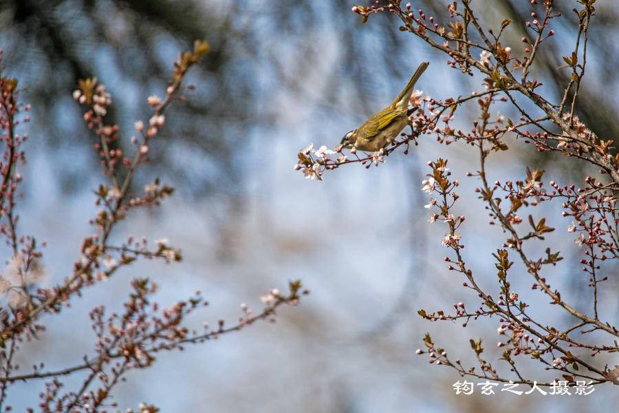 鸟语花香醉了春光