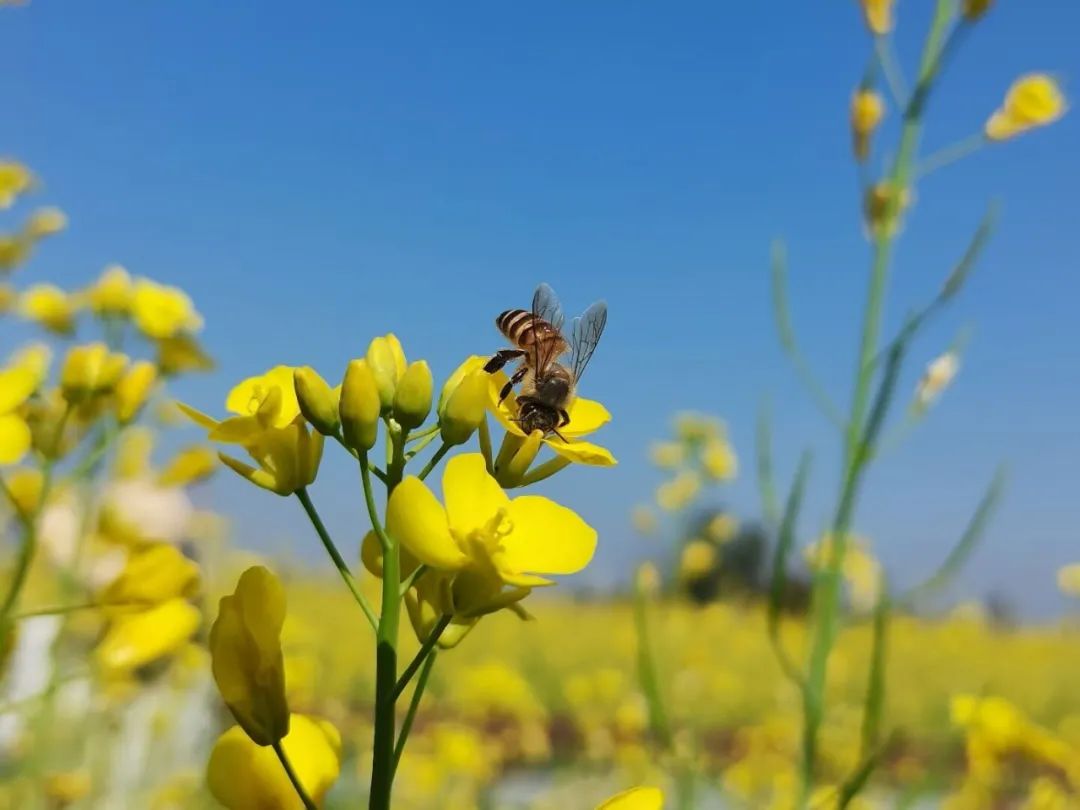 春光正好！送你一朵春天里的小花花｜图集