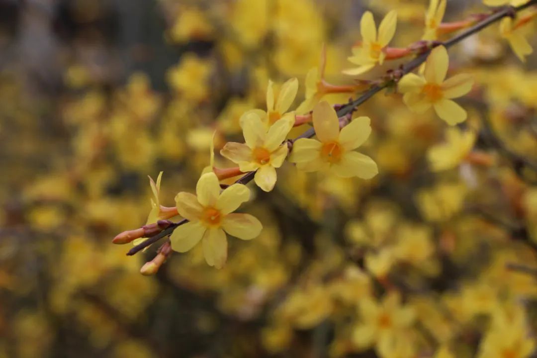 春光正好！送你一朵春天里的小花花｜图集