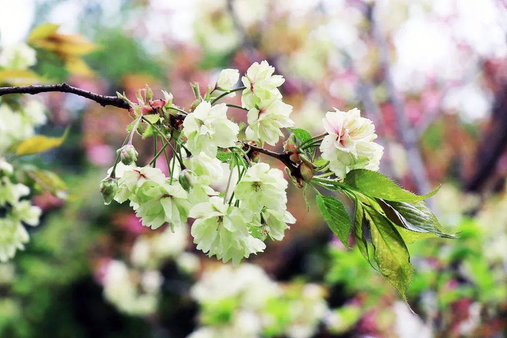 大美中国 | 不能出门看樱花？三万里中国云赏樱地图请查收
