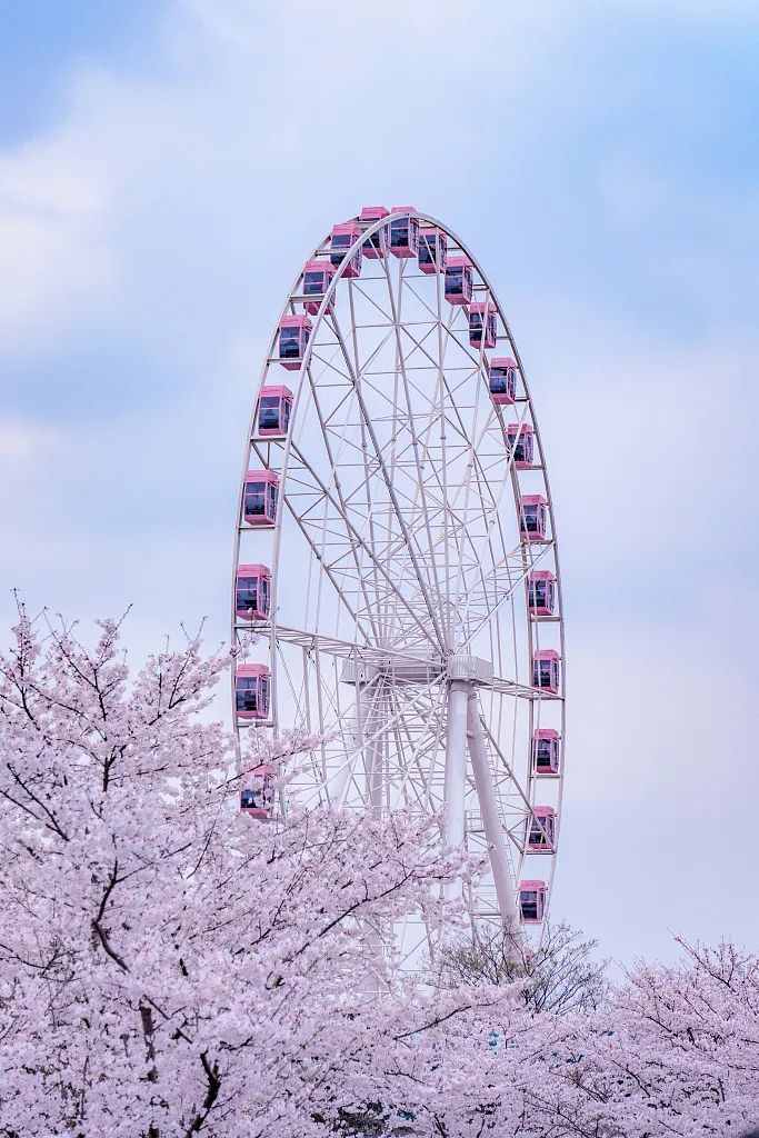 大美中国 | 不能出门看樱花？三万里中国云赏樱地图请查收