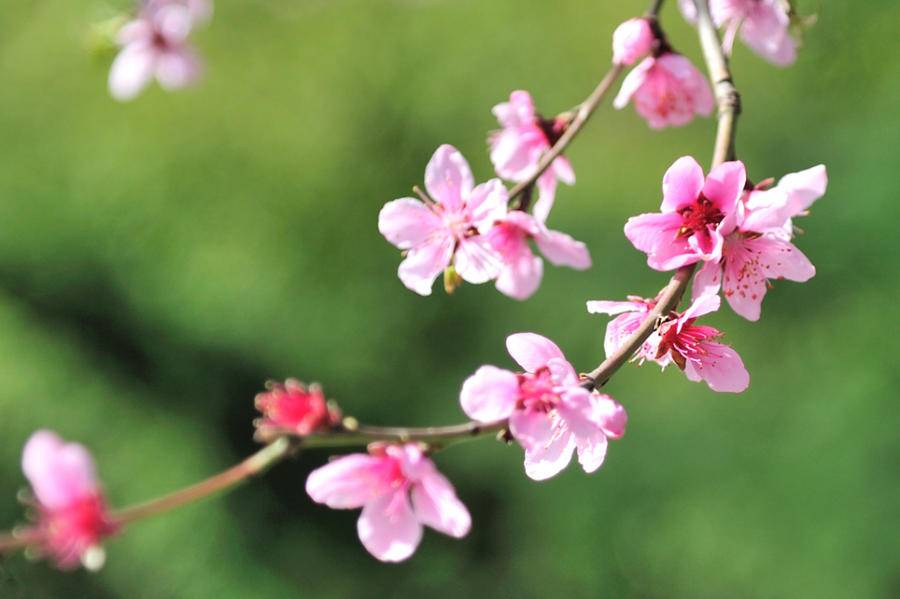 赏泉城公园桃花，赏桃花相关的唯美诗句