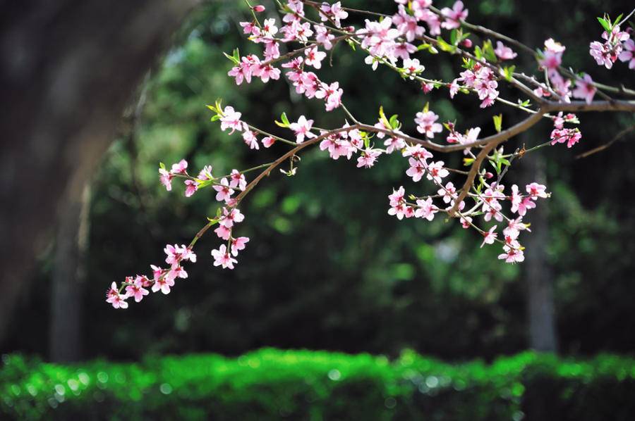 赏泉城公园桃花，赏桃花相关的唯美诗句