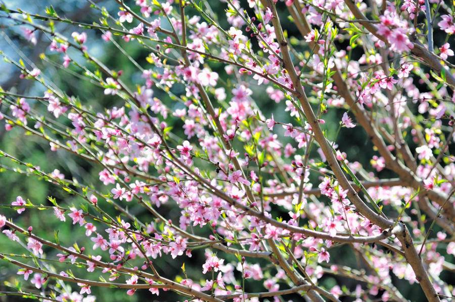 赏泉城公园桃花，赏桃花相关的唯美诗句