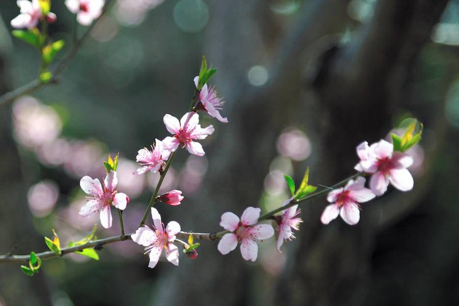 赏泉城公园桃花，赏桃花相关的唯美诗句