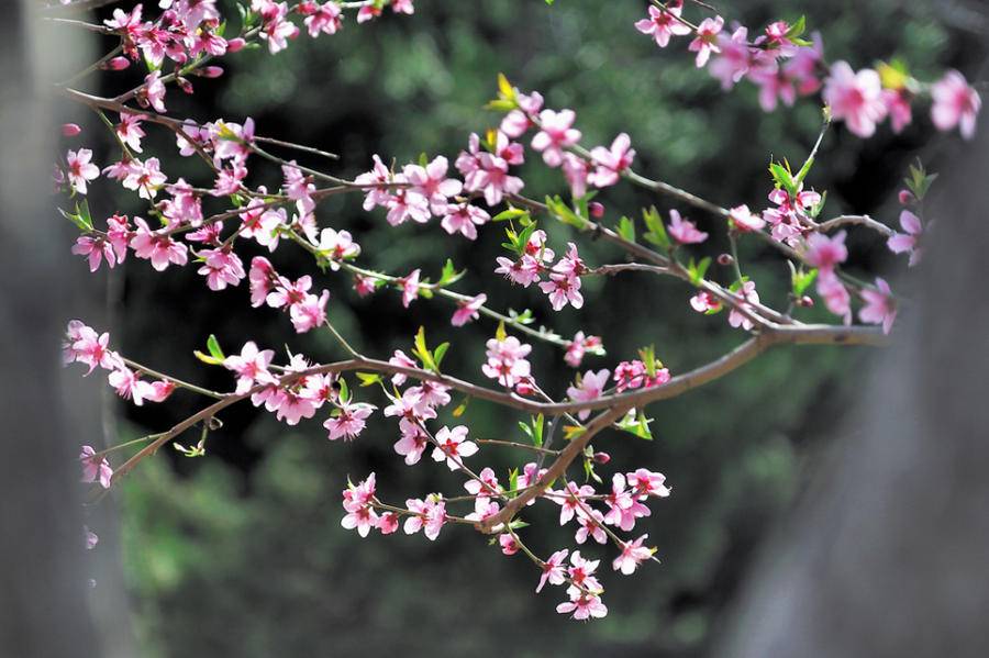 赏泉城公园桃花，赏桃花相关的唯美诗句