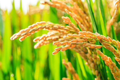 新研究为培育水稻耐盐直播品种提供了新的基因资源