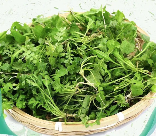 春菜是什么菜(广东春菜是什么菜) - 盾灵网