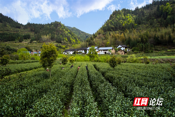 抢“鲜”一步！炎陵大山深处“贵如金”的明前茶来了