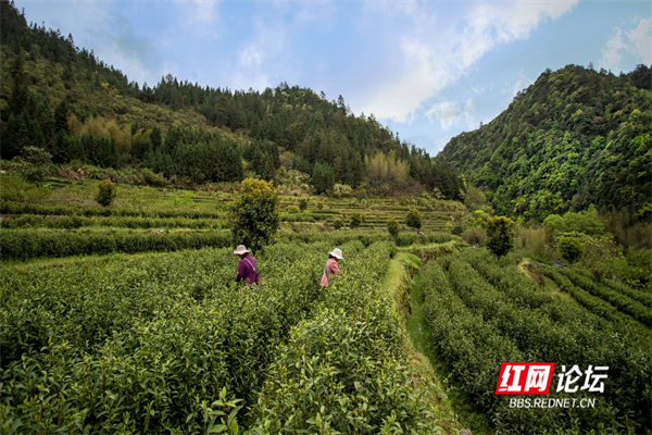 抢“鲜”一步！炎陵大山深处“贵如金”的明前茶来了
