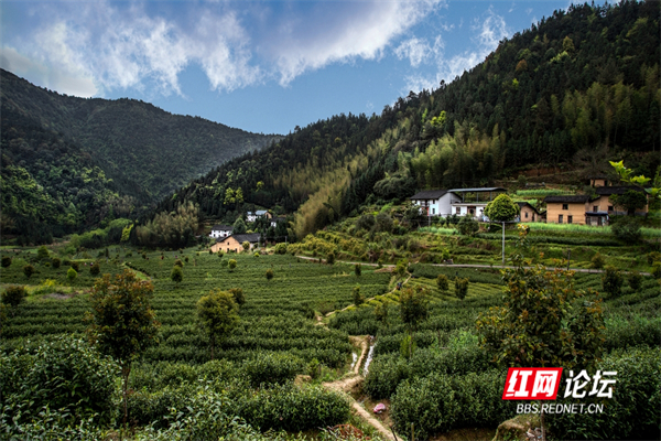 抢“鲜”一步！炎陵大山深处“贵如金”的明前茶来了