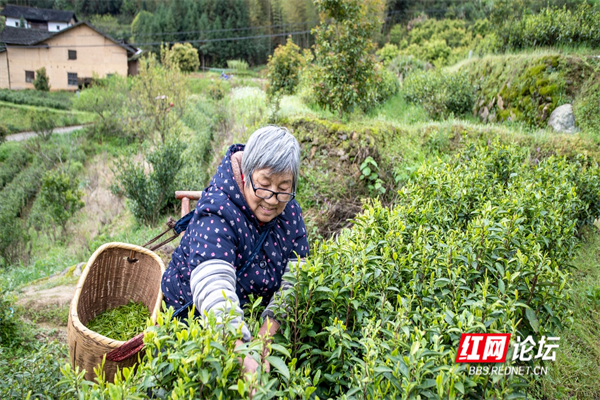 抢“鲜”一步！炎陵大山深处“贵如金”的明前茶来了