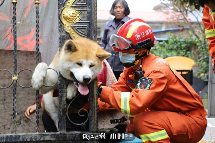 秋田“因为爱情”被卡头，小黑小黄被困……这几天猫猫狗狗出事的好多啊