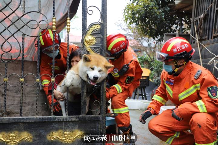 秋田“因为爱情”被卡头，小黑小黄被困……这几天猫猫狗狗出事的好多啊