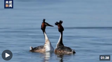 青海湖迎着北归候鸟看鸟儿们是如何追求“花式”的
