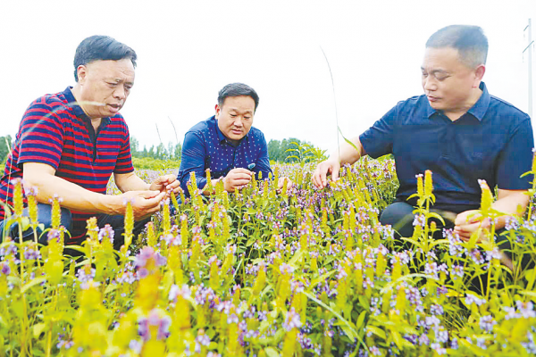 小药草的蝶变