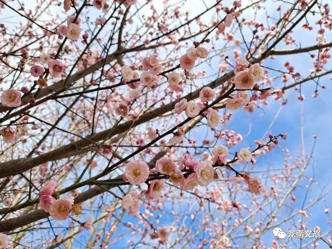 看云海，赏春花，享竹宴…清明与踏春更配哦~