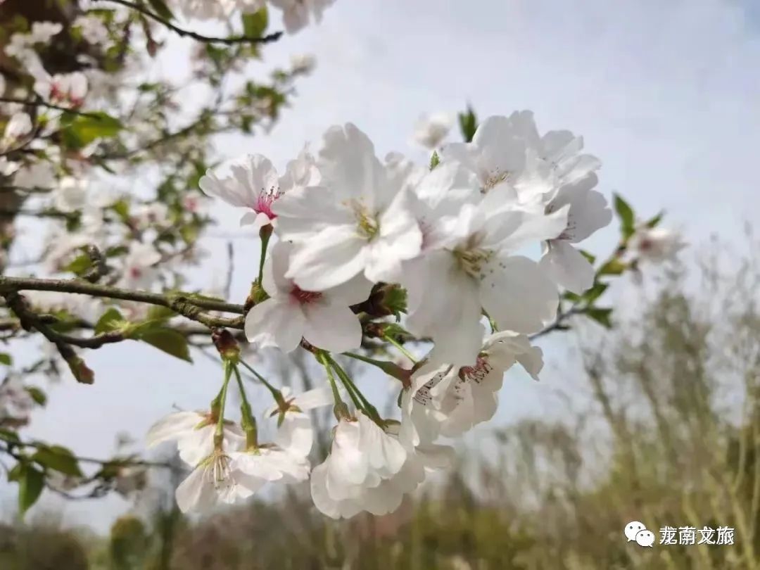 看云海，赏春花，享竹宴…清明与踏春更配哦~