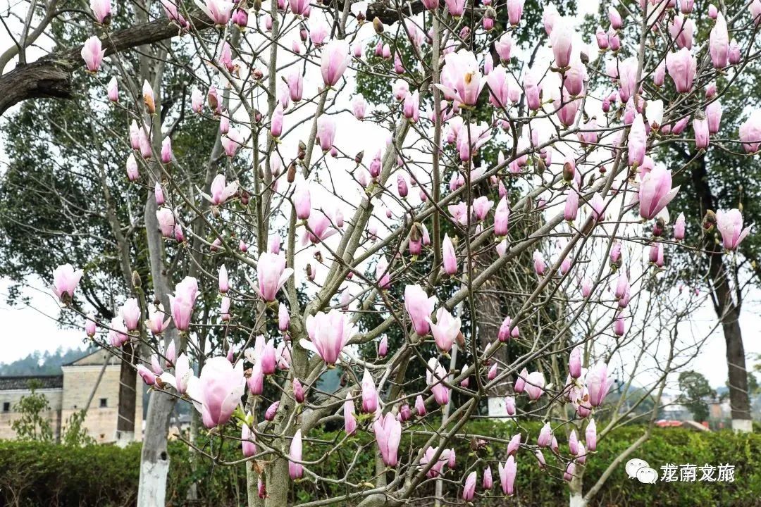 看云海，赏春花，享竹宴…清明与踏春更配哦~