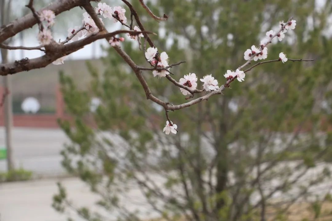 花开正当时 不负春光好 | 春日里的济南市天桥区刘庙小学