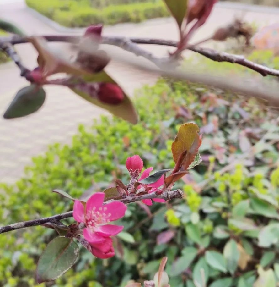 花开正当时 不负春光好 | 春日里的济南市天桥区刘庙小学