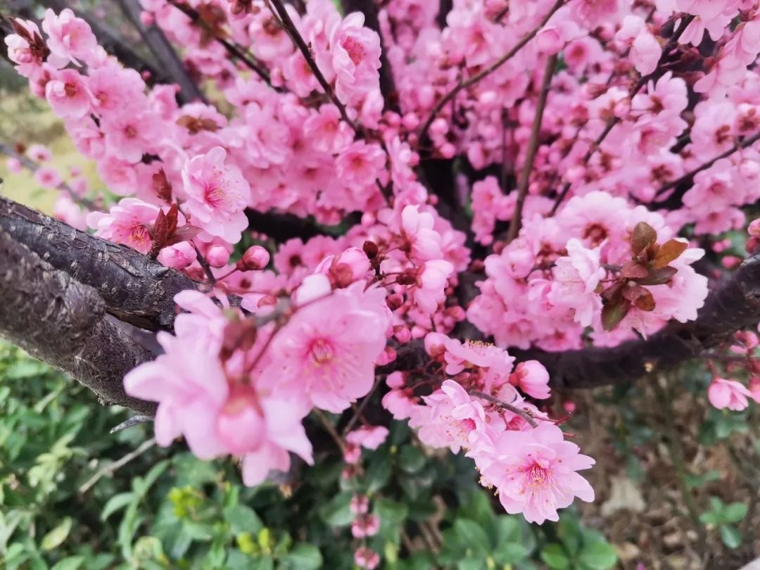 花开正当时 不负春光好 | 春日里的济南市天桥区刘庙小学