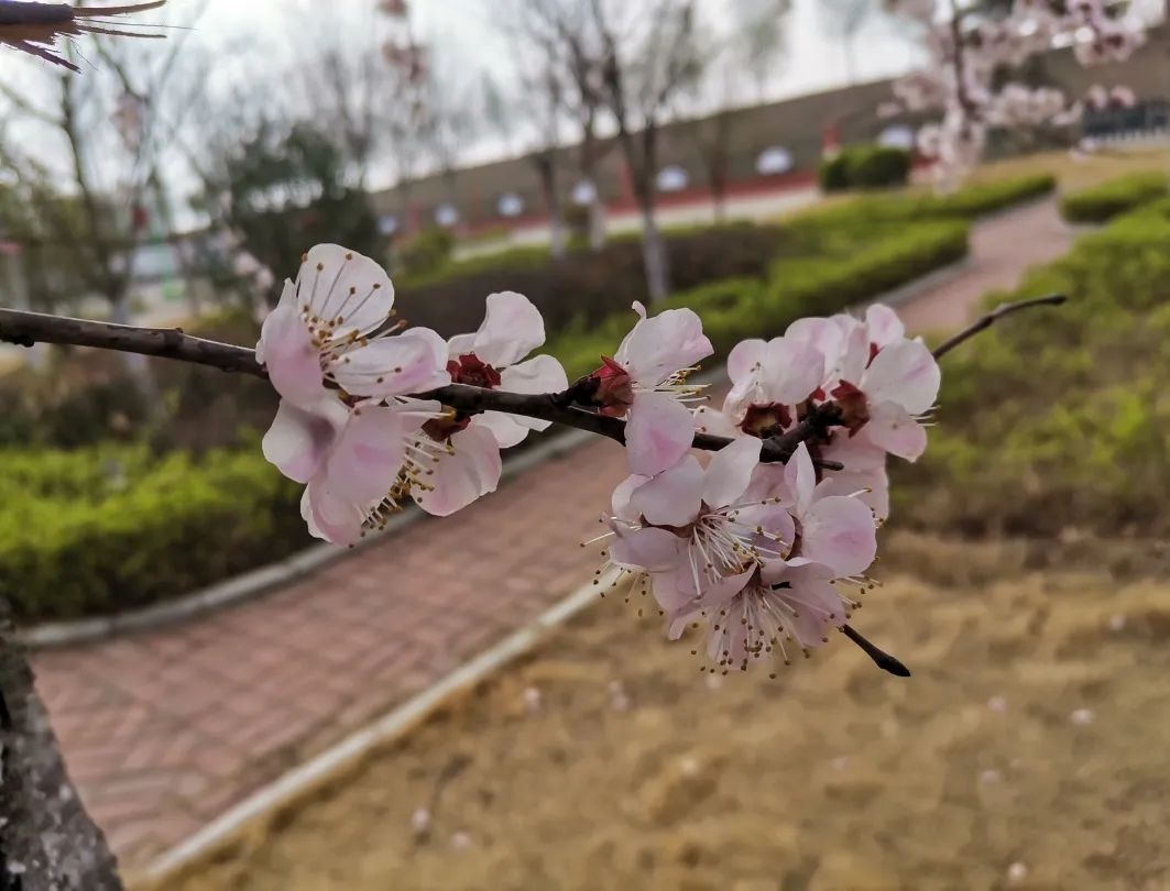 花开正当时 不负春光好 | 春日里的济南市天桥区刘庙小学