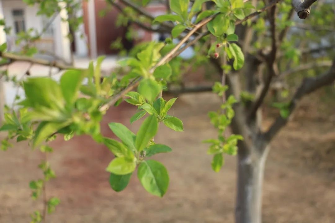 花开正当时 不负春光好 | 春日里的济南市天桥区刘庙小学