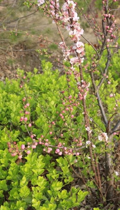 花开正当时 不负春光好 | 春日里的济南市天桥区刘庙小学