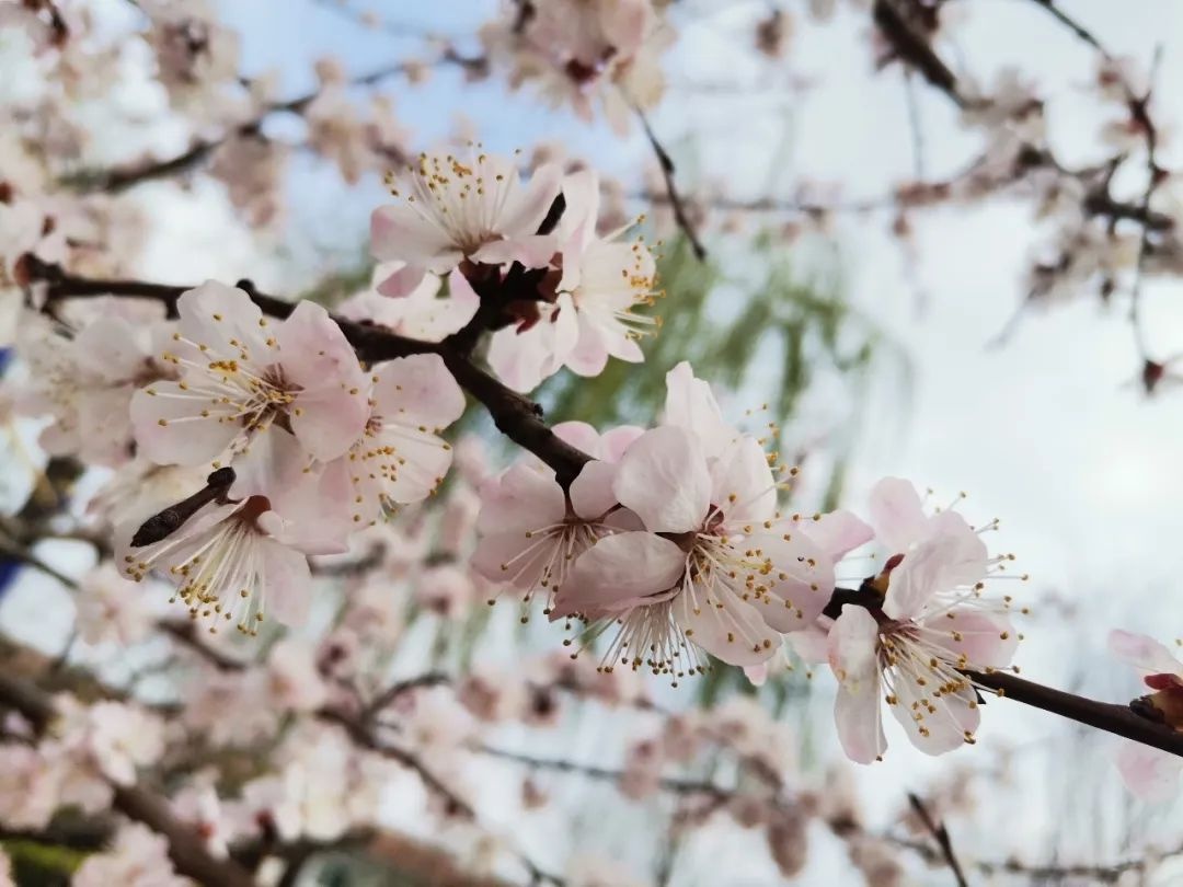 花开正当时 不负春光好 | 春日里的济南市天桥区刘庙小学