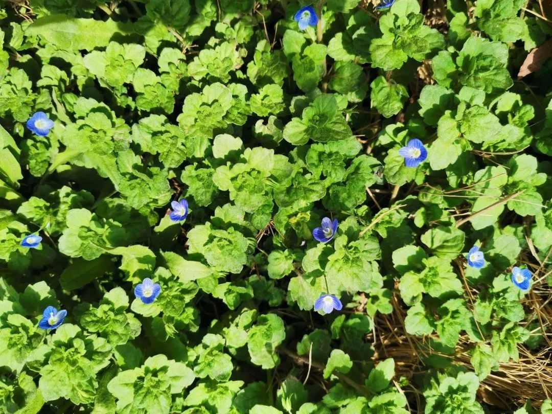 花开正当时 不负春光好 | 春日里的济南市天桥区刘庙小学